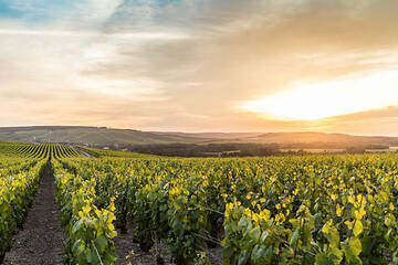 Visite touristique au cœur des vignes en Gironde